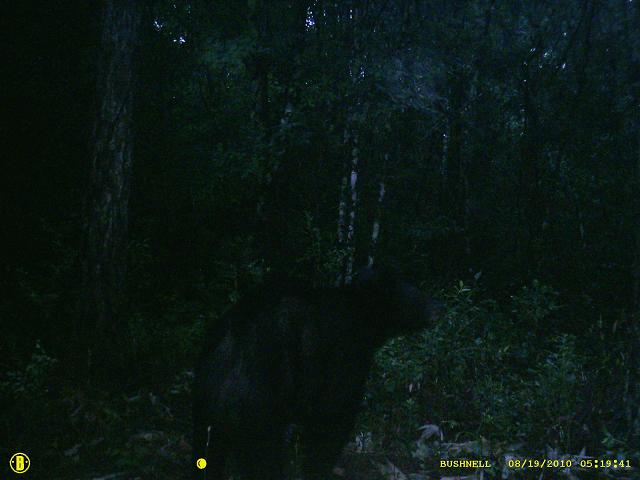 trail cam 232.JPG