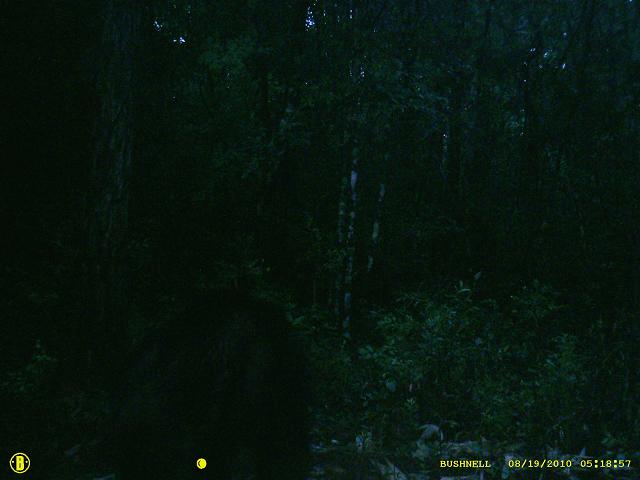 trail cam 231.JPG