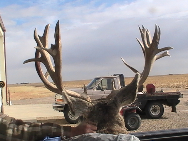 November 2010-Patrick's Deer 006.jpg