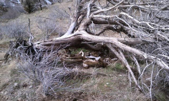 Tree smashed elk