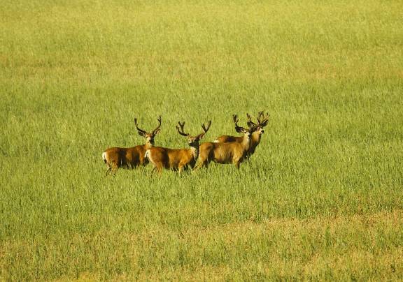 bucks 6 _MG_9628.jpg