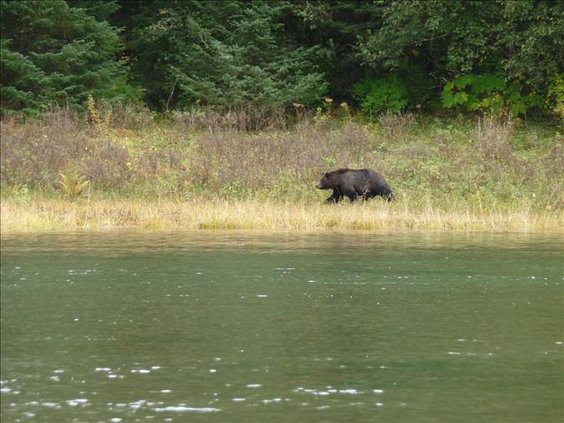 Salmon fishing 2011_bear across river.JPG