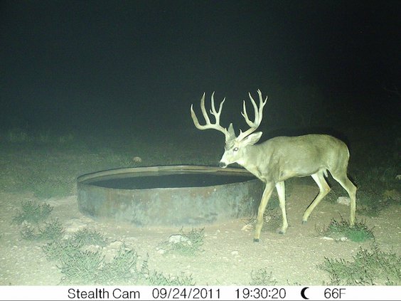 This awesome buck alive!!!!