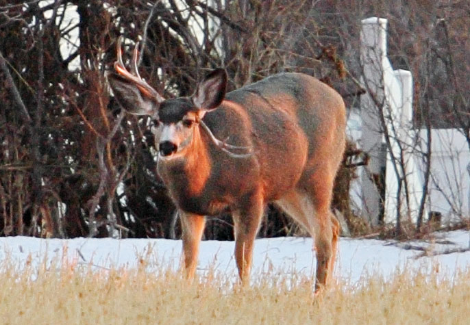 funky buck