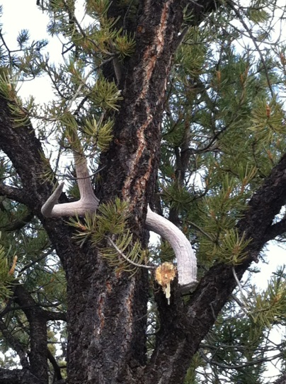 yes this was in a tree