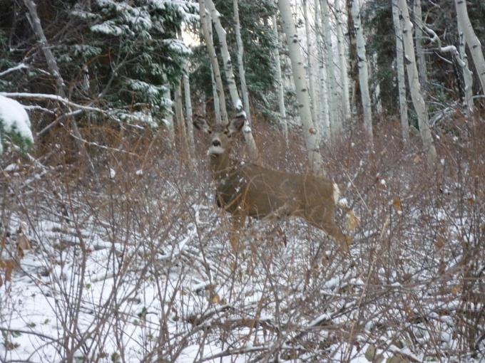 Saw lots of does most had healty fawns with them.