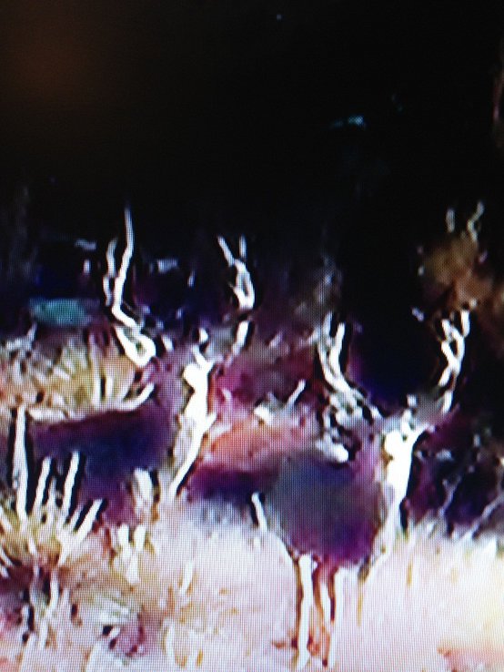 muley2.jpg