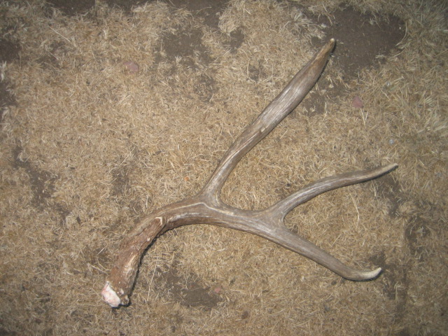 He actually scored 78 2/8 as a single 3 pt shed.. possibly largest recorded in NASHC book for 3 pts