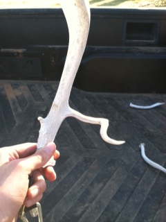 A horn my brother found and his monster spike set in the background