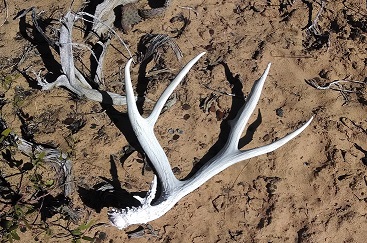 Love to see that white shining in the sand.