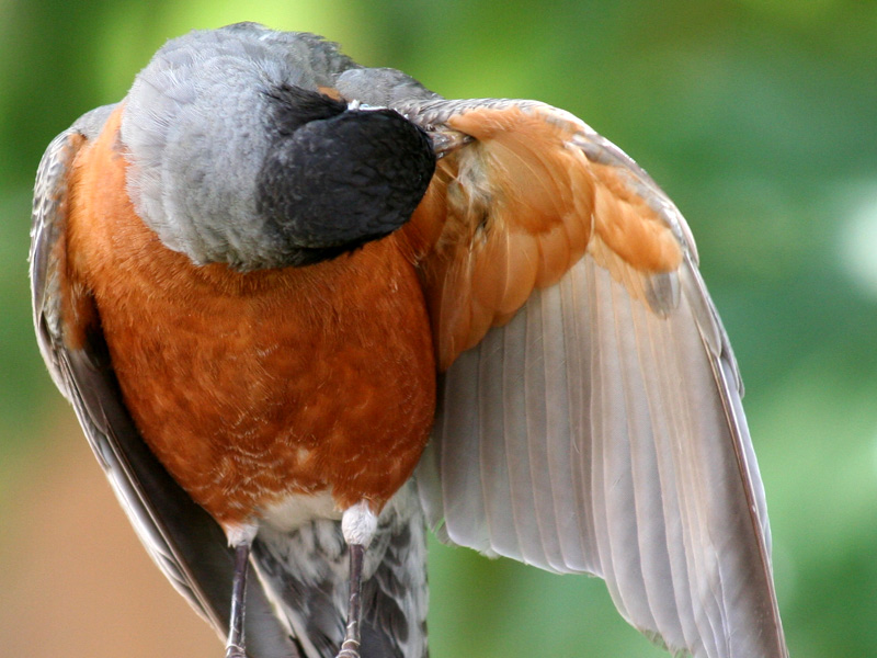 Male Robin