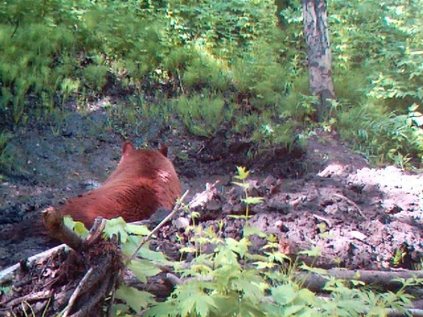 cinnamon bear 3.jpg