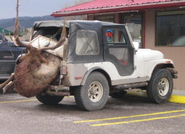 elk.JPG