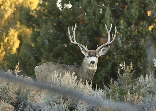 A decent buck