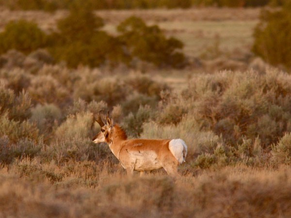 Good buck!