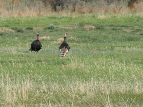 Turkeys (Toms)