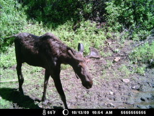 young bull moose.JPG