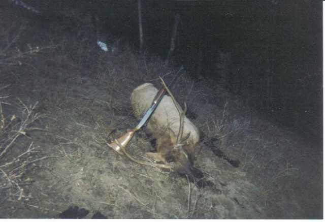 first elk1.JPG