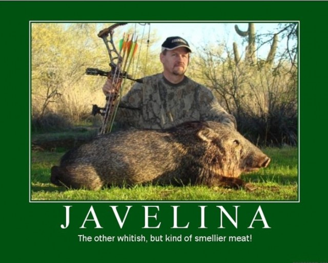 Javelina 3 sm.jpg