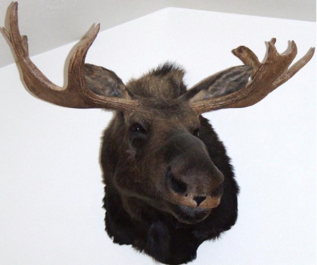 2006 Moose.jpg