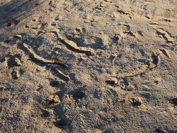 deer tracks1.JPG