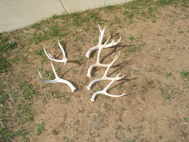 2010 sheds and lion kill 143.JPG