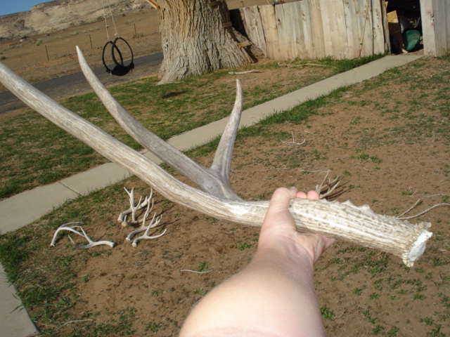 2010 sheds and lion kill 151.JPG