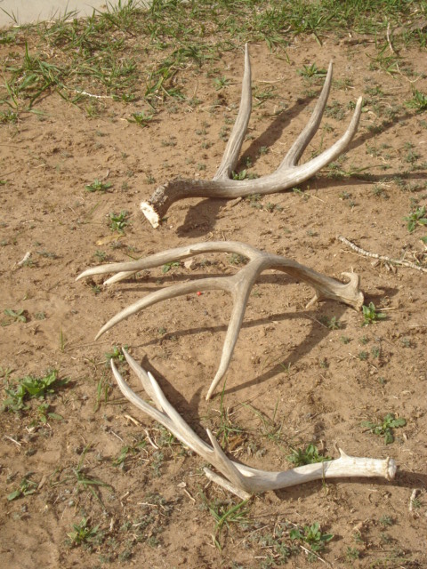 2010 sheds and lion kill 152.JPG