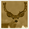 Mule Deer Photos