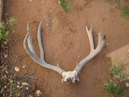 Found Fall 2002 while deer hunting. Nice and heavey 4x5 that's chewed up.