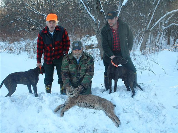 Bobcat - Maine