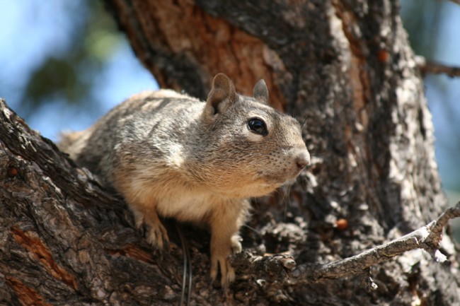 Gray Squirrel