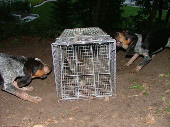 Training pups