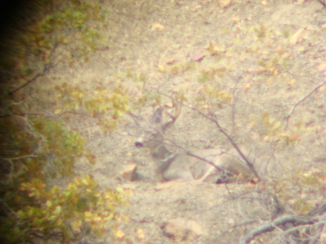 Codys buck beded 07