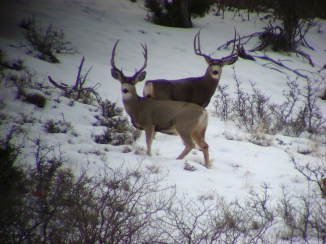 1-08 Bucks