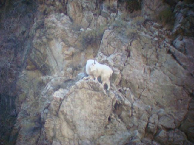 2007 billy goat