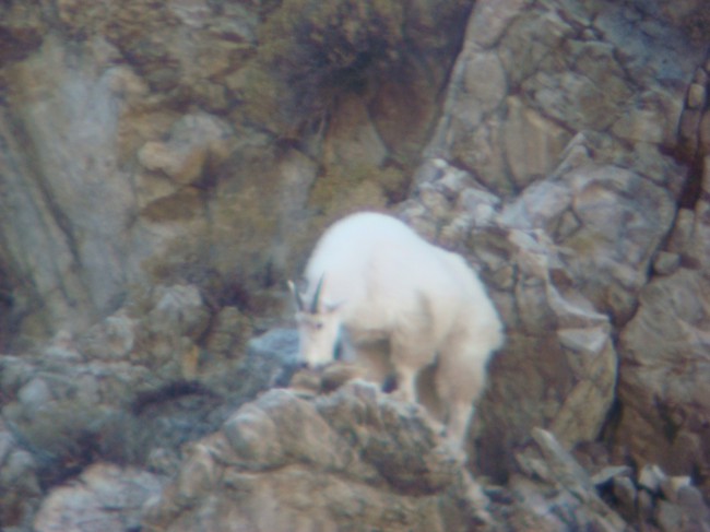 2007 billy goat