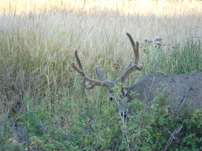 buck