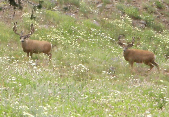 Washington Bucks