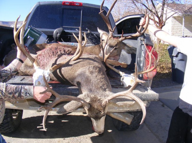 2009 mule deer