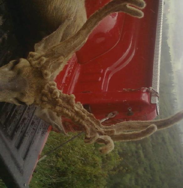Charles boen 2010 archery buck. The freak 40 points 30 yrd shot muzzy moment.