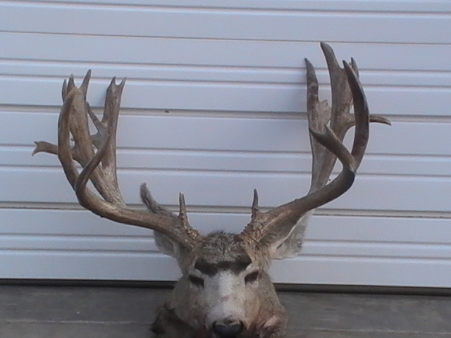 225 in. non-typ. Muley