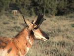 antelope01