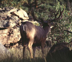 bigbuck