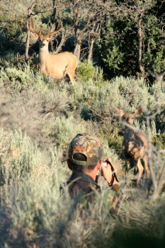 brett_deer