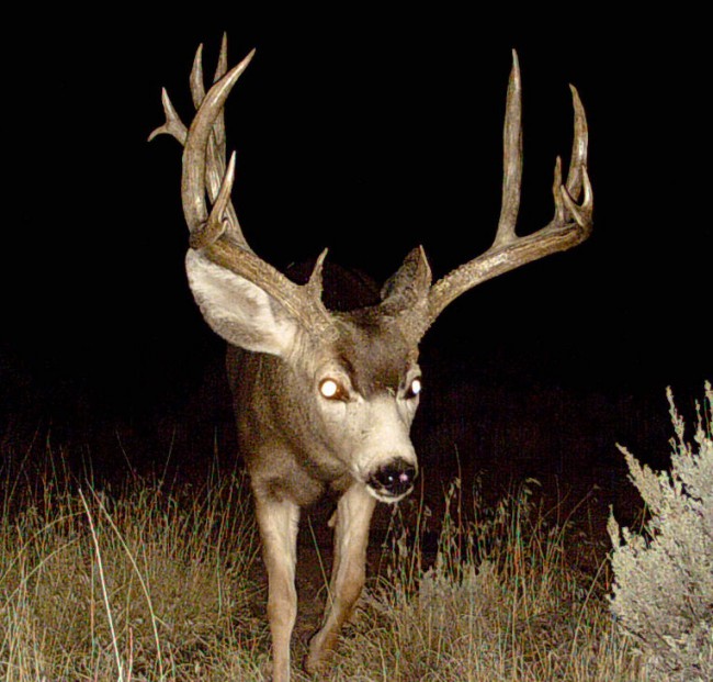 arizona strip deer guides 1