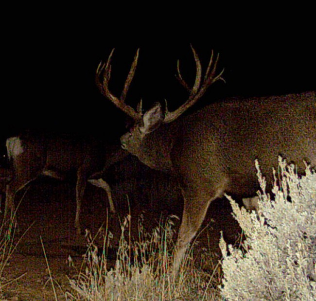arizona strip deer guides 2