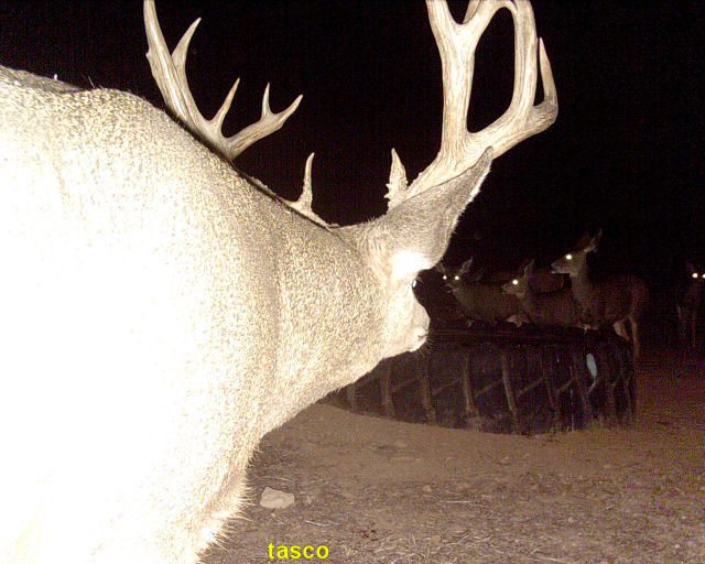 arizona strip mule deer guides 3