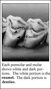 enamel