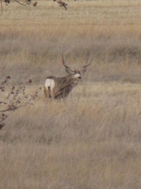 hugemuley